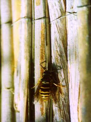 Wespe sammelt Schilfrohrstückchen zum Nestbau
