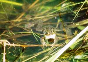 Grasfrosch